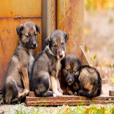 Adoption program 1