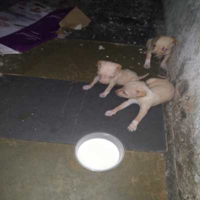 Adoption program 2