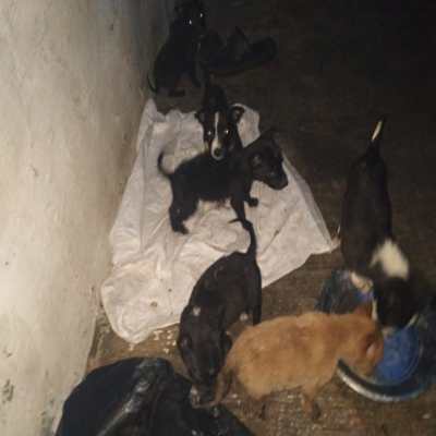 Adoption program 3