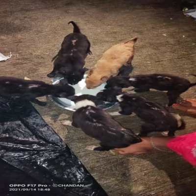 Adoption program 5