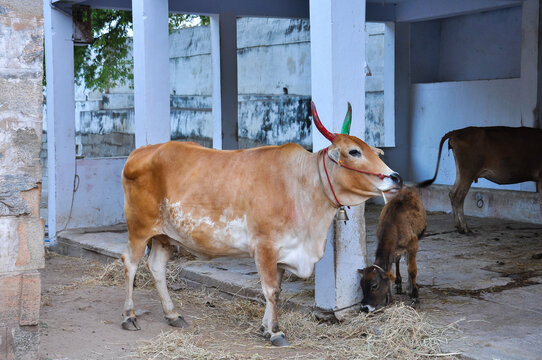 Cow