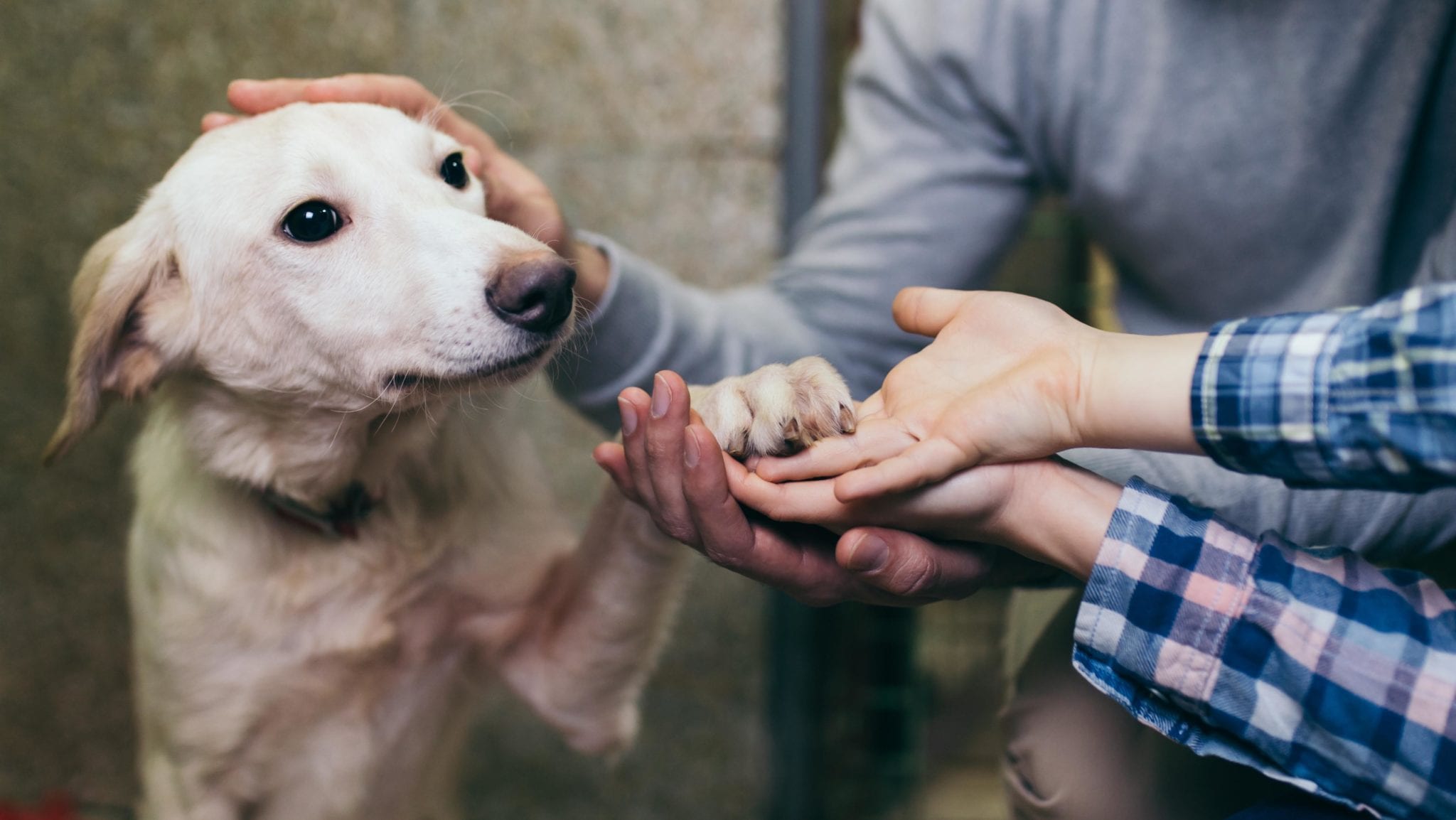 Adoption program 5