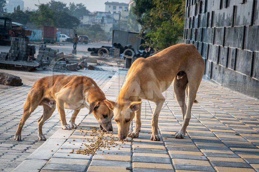 Feeding stray animals 1