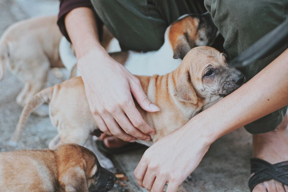Animal Rescue